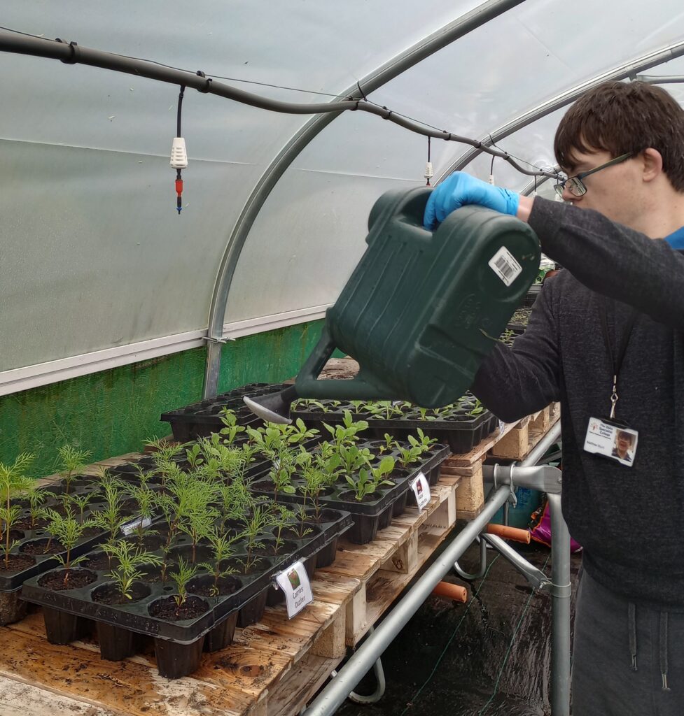 A young man watering potted plants in the college polytunnel