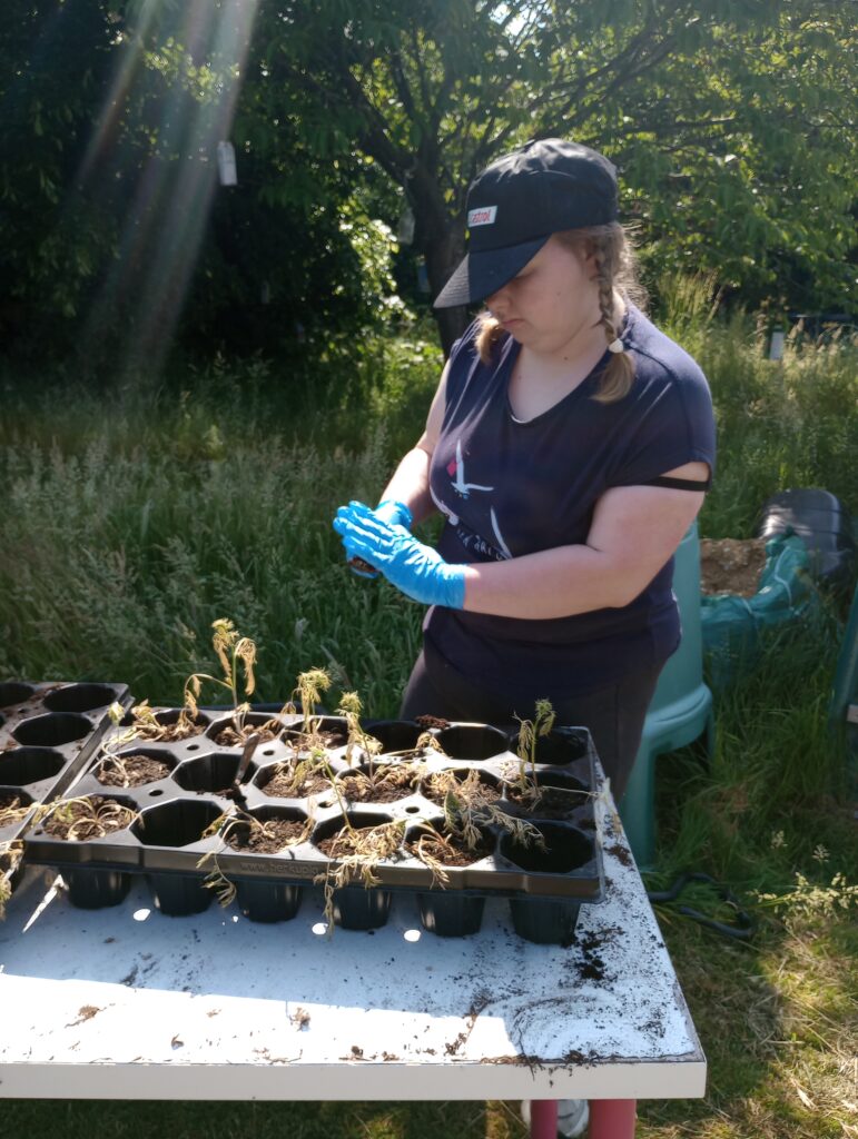 A young woman potting plants for the horticulture enterprise group